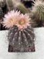 Preview: Pyrrhocactus spec. rosa